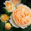 Rosa 'Dany Hahn' - sárga - nosztalgia rózsa