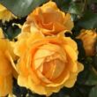 Rosa 'Friendship Forever' - sárga - virágágyi floribunda rózsa