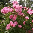 Kép 2/3 - Rosa 'Noamel' - rózsaszín - talajtakaró rózsa