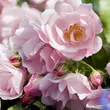 Kép 3/3 - Rosa 'Noamel' - rózsaszín - talajtakaró rózsa