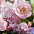 Rosa 'Noamel' - rózsaszín - talajtakaró rózsa