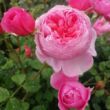 Rosa 'Parc de la Belle' - rózsaszín - climber, futó rózsa