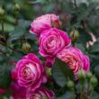 Rosa 'Centenaire de l'Haÿ-les-roses' - rózsaszín - nosztalgia rózsa
