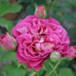 Rosa 'Centenaire de l'Haÿ-les-roses' - rózsaszín - nosztalgia rózsa