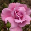 Rosa 'Mauve Melodee' - rózsaszín - teahibrid rózsa