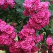 Rosa 'Kessi' - rózsaszín - talajtakaró rózsa
