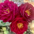Rosa 'Dakota Redwing' - vörös - virágágyi floribunda rózsa