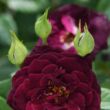 Rosa 'Dakota Redwing' - vörös - virágágyi floribunda rózsa