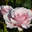 Rosa 'Anna Pavlova' - rózsaszín - teahibrid rózsa