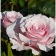 Rosa 'Anna Pavlova' - rózsaszín - teahibrid rózsa