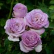 Rosa 'Blue Girl' - ,- - teahibrid rózsa