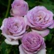 Rosa 'Blue Girl' - ,- - teahibrid rózsa