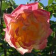Rosa 'Banzai' - sárga - teahibrid rózsa