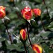 Rosa 'Banzai' - sárga - teahibrid rózsa