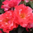 Rosa 'Grimaldi' - rózsaszín - fehér - virágágyi floribunda rózsa