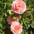Rosa 'Precious Dream' - rózsaszín - virágágyi floribunda rózsa