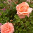 Rosa 'Precious Dream' - rózsaszín - virágágyi floribunda rózsa