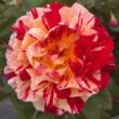 Rosa 'Maurice Utrillo' - rózsaszín - sárga - teahibrid rózsa