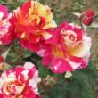 Rosa 'Maurice Utrillo' - rózsaszín - sárga - teahibrid rózsa