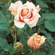Rosa 'Paul Ricard' - rózsaszín - teahibrid rózsa
