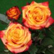 Rosa 'Mein München' - vörös - sárga - virágágyi floribunda rózsa