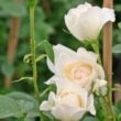 Rosa 'Flora Romantica' - fehér - nosztalgia rózsa