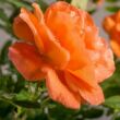 Rosa 'Orange Dawn' - narancssárga - climber, futó rózsa