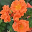 Rosa 'Orange Dawn' - narancssárga - climber, futó rózsa