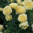 Rosa 'Casteu Gombert' - sárga - nosztalgia rózsa