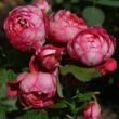 Rosa 'Crédit Mutuel' - rózsaszín - nosztalgia rózsa