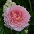 Kép 1/3 - Rosa 'Inge's Rose' - rózsaszín - nosztalgia rózsa