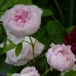 Kép 2/3 - Rosa 'Inge's Rose' - rózsaszín - nosztalgia rózsa