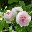 Rosa 'Inge's Rose' - rózsaszín - nosztalgia rózsa