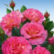 Rosa 'Pink Paradise' - rózsaszín - teahibrid rózsa