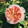Rosa 'Clara Schumann' - rózsaszín - nosztalgia rózsa
