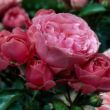 Rosa 'Red Leonardo da Vinci' - vörös - nosztalgia rózsa