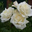 Rosa 'Sophie Scholl' - fehér - virágágyi grandiflora - floribunda rózsa