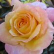 Rosa 'Repubblica Di San Marino' - sárga - rózsaszín - teahibrid rózsa