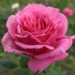 Rosa 'Werner von Simson' - rózsaszín - nosztalgia rózsa