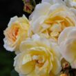Rosa 'Scarman's Golden Rambler' - sárga - rambler, kúszó rózsa