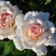 Rosa 'Tresor du Jardin' - rózsaszín - teahibrid rózsa