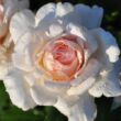 Rosa 'Tresor du Jardin' - rózsaszín - teahibrid rózsa