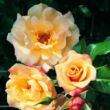 Rosa 'Moonlight ®' - sárga - climber, futó rózsa