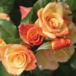 Kép 3/3 - Rosa 'Moonlight ®' - sárga - climber, futó rózsa