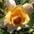 Rosa 'Autumn Sunset' - sárga - climber, futó rózsa
