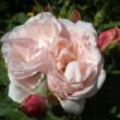 Kép 1/3 - Rosa 'Eifelzauber ®' - rózsaszín - nosztalgia rózsa