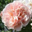 Rosa 'Eifelzauber ®' - rózsaszín - nosztalgia rózsa