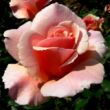Kép 3/3 - Rosa 'Eifelzauber ®' - rózsaszín - nosztalgia rózsa