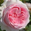 Kép 1/3 - Rosa 'Wellenspiel ®' - rózsaszín - nosztalgia rózsa