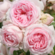 Kép 2/3 - Rosa 'Wellenspiel ®' - rózsaszín - nosztalgia rózsa